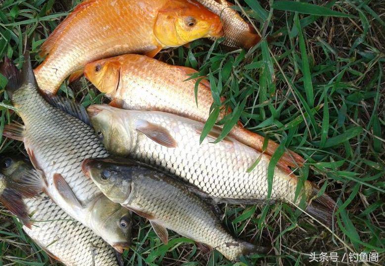 野钓鲤鱼怎么才能让鲤鱼快速聚窝,揭秘一款钓鲤鱼草鱼野钓窝料