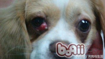 狗狗得了犬第三眼睑增生的症状及诊治