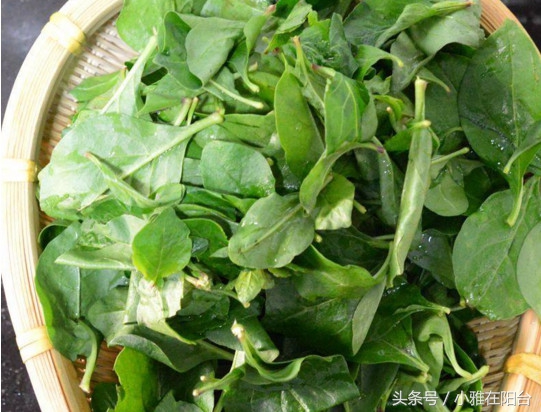 野生枸杞插枝种植方法,春天枸杞盆栽