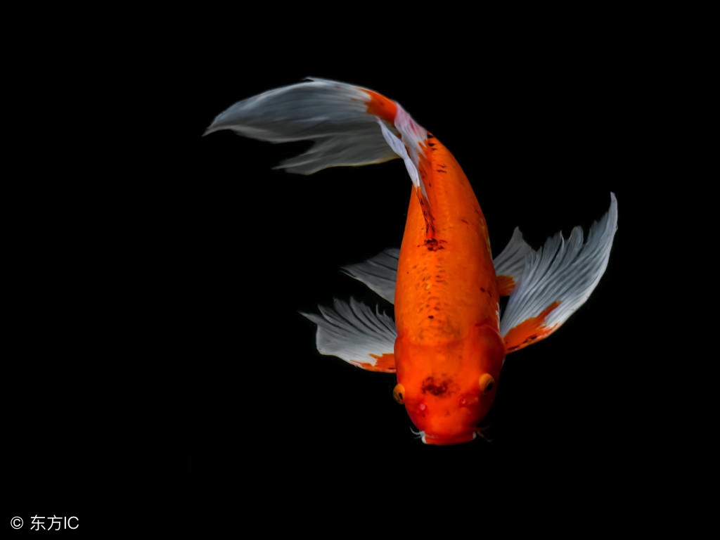 每个人都会做胎梦吗,你做过梦吗梦到过什么