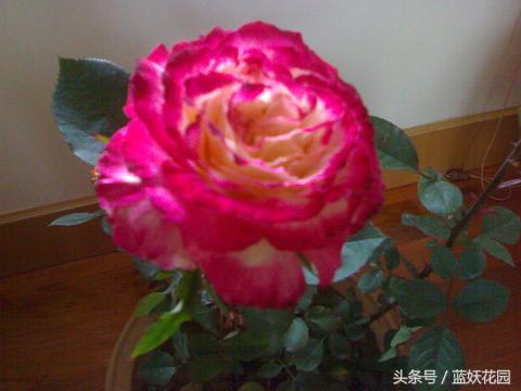 缺少阳光种什么月季,缺少直射光怎么养月季