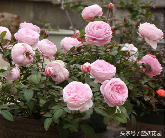 缺少阳光种什么月季,缺少直射光怎么养月季