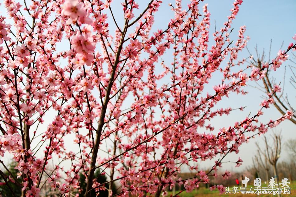 秦安:芳蕊遍地蜜蜂闹*光春**明媚凤山娇