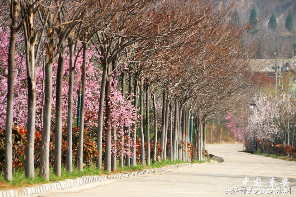 秦安:芳蕊遍地蜜蜂闹*光春**明媚凤山娇