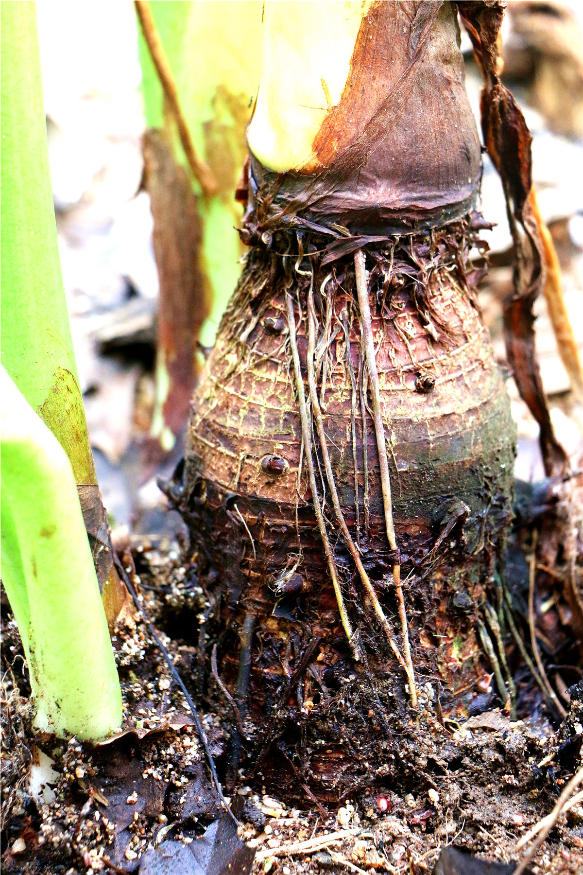 3月美食野菜,三亚特色野菜