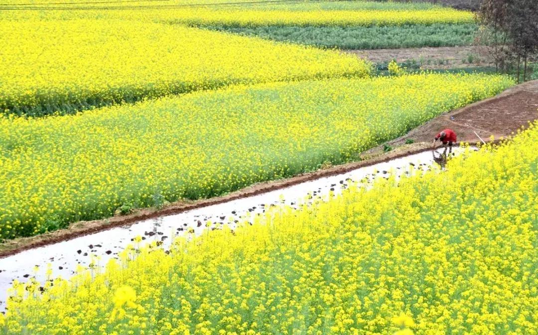 真樱花和假樱花的区别,怎么分辨真樱花还是假樱花