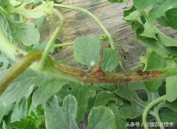 西瓜茎杆裂流红水什么病,西瓜蔓枯病和疫病有什么区别