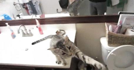 猫害怕铲屎官怎么办,为啥每次铲屎猫咪会害怕