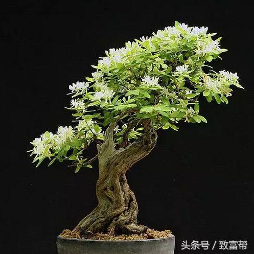 盆景小院挣钱,盆景小天地