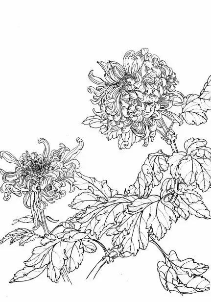 入门白描花卉菊花视频,白描菊花国画如何上色