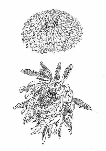 入门白描花卉菊花视频,白描菊花国画如何上色