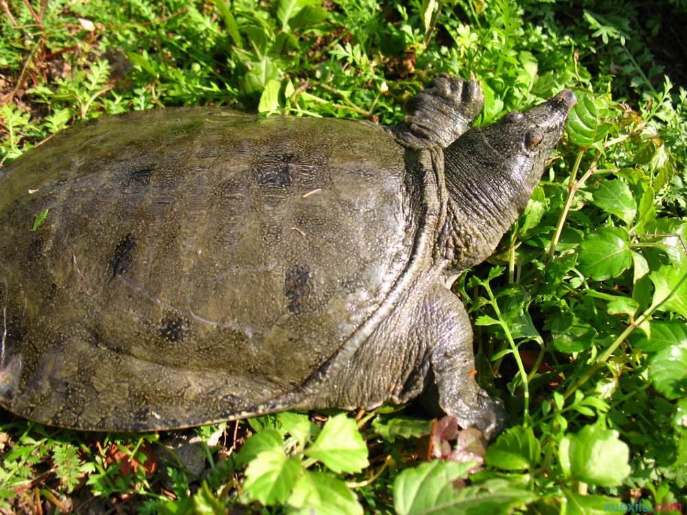 捕甲鱼最高效方法,地龙笼捕甲鱼