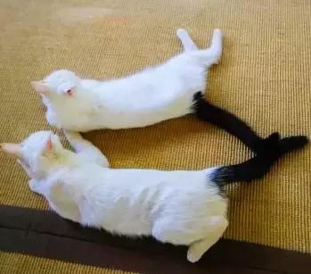 猫谱:因相成名,因名成谱《蓝毛毛找猫》24:猫出有名