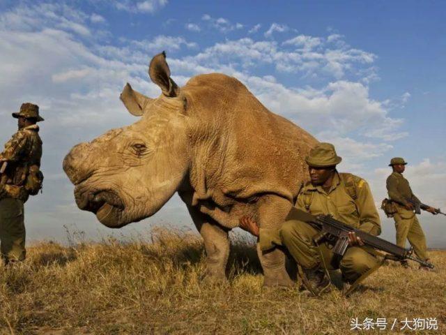 世界上最后一头雄性北白犀苏丹被实施安乐死，享年45岁