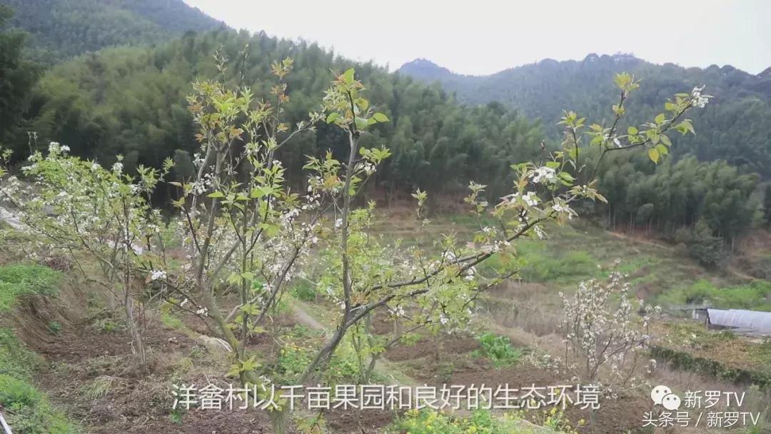 龙岩市新罗区龙门镇洋畲乡村旅游,新罗区龙门镇洋畲村