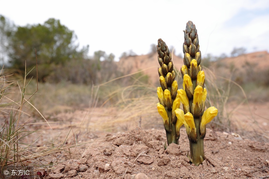 肉苁蓉对阴虚阳虚都有效吗,肉苁蓉温补肾阳吗
