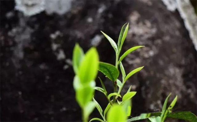 每天1分钟对武夷岩茶多1点了解,什么是岩茶
