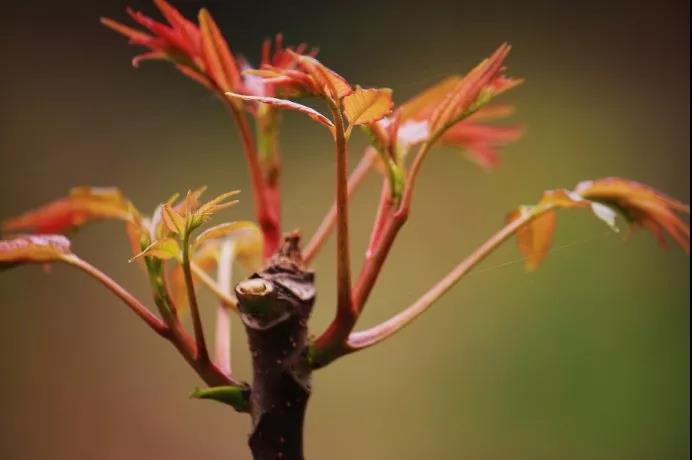 四川春分有什么特色菜品,盘点安仁春分节十大美食