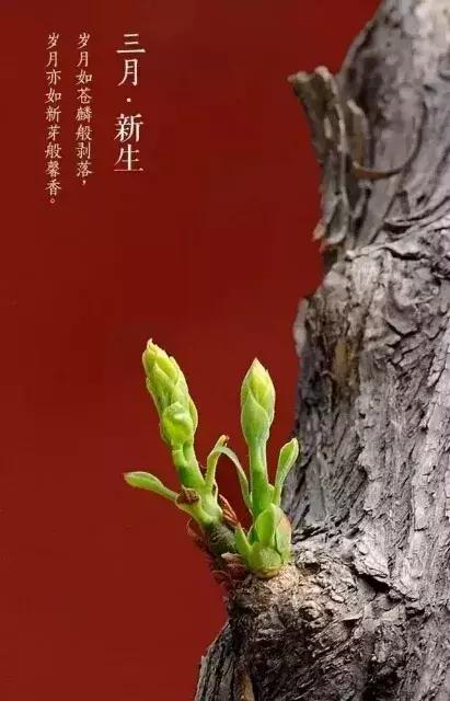 虎林诗人协会古体诗词专辑（一）《春天感怀》