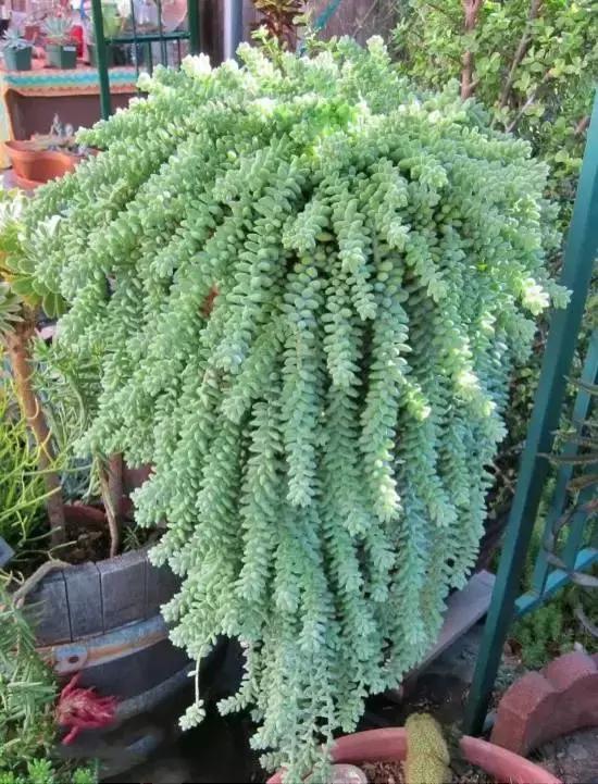 270种常见多肉图谱,270种常见多肉盆景