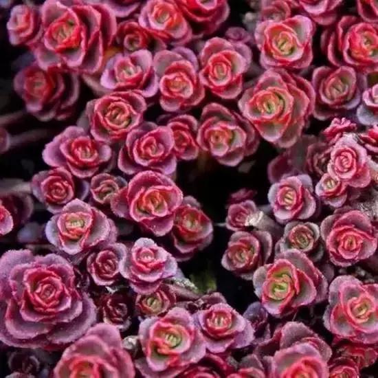 270种常见多肉图谱,270种常见多肉盆景