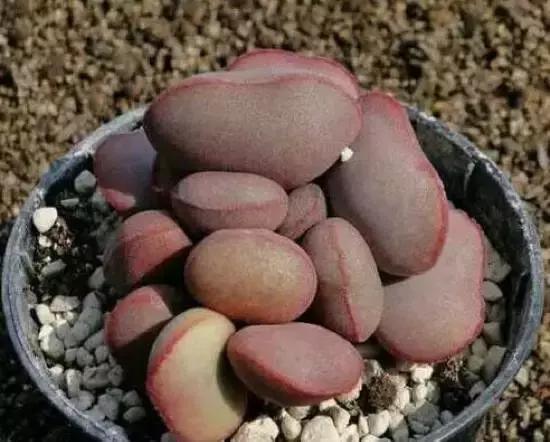 270种常见多肉图谱,270种常见多肉盆景