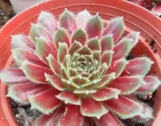 270种常见多肉图谱,270种常见多肉盆景