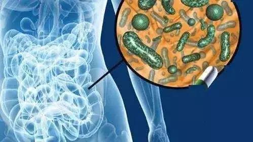 荨麻疹适合哪种益生菌,荨麻疹吃药控制住了突然又加重