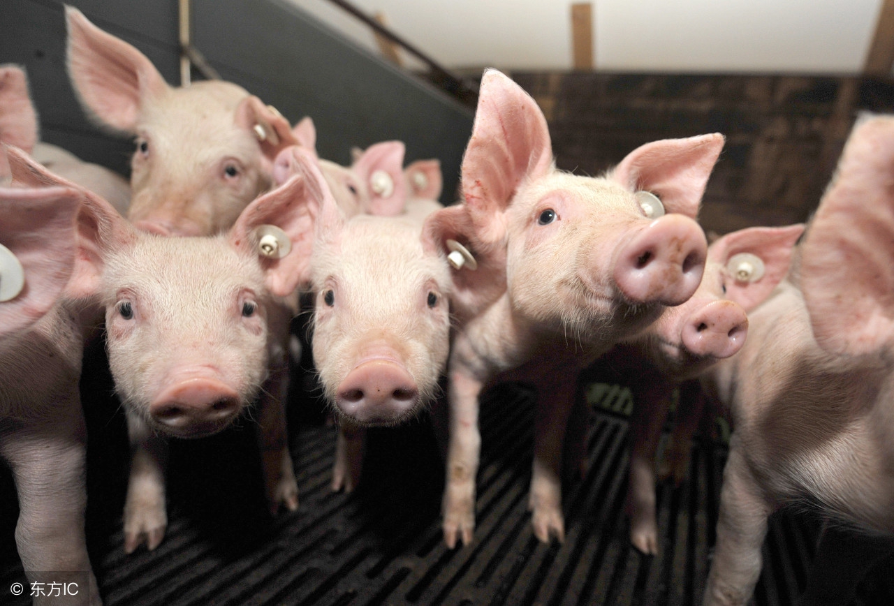 仔猪黄白痢最有效药,仔猪黄白痢给母猪怎么用药