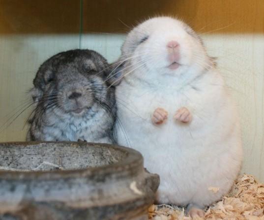 龙猫同笼打架,龙猫打架会有什么后果