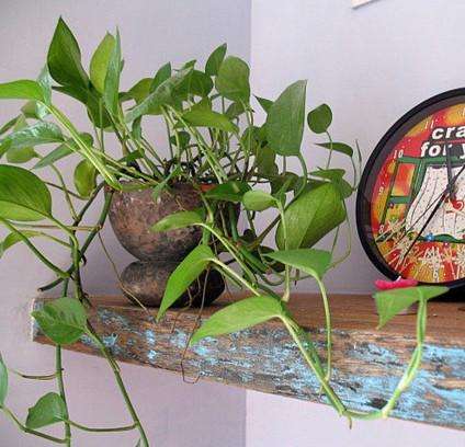 装修后如何除甲醛用什么植物,新房装修后去甲醛的植物有哪些