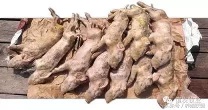 民间治疗猪病偏方，几元钱解决养猪疑难杂症