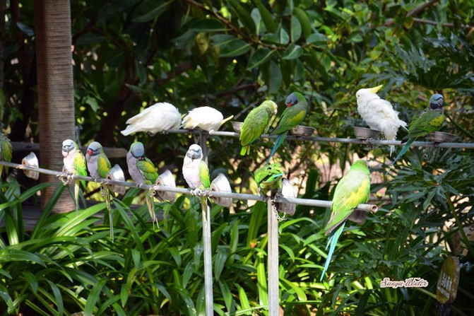 相约海之南歌曲,浪漫走天涯相约海之南