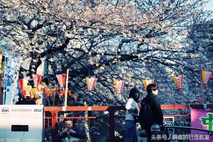 2018樱花,日本樱花节一览表