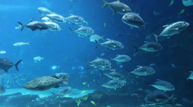 纸醉金迷的香港视频,纸醉金迷的上海滩影视剧