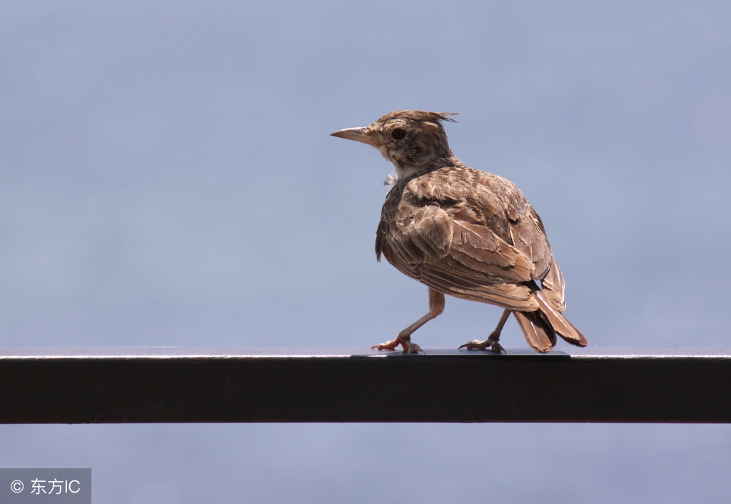 百灵鸟怎么养百灵鸟饲养需要注意的事项