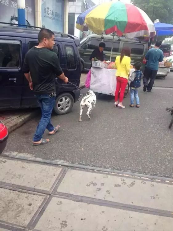 狗狗丢失1天如何找,狗狗丢失了怎么找回