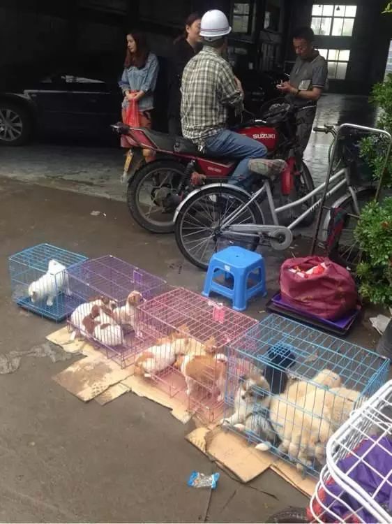 狗狗丢失1天如何找,狗狗丢失了怎么找回