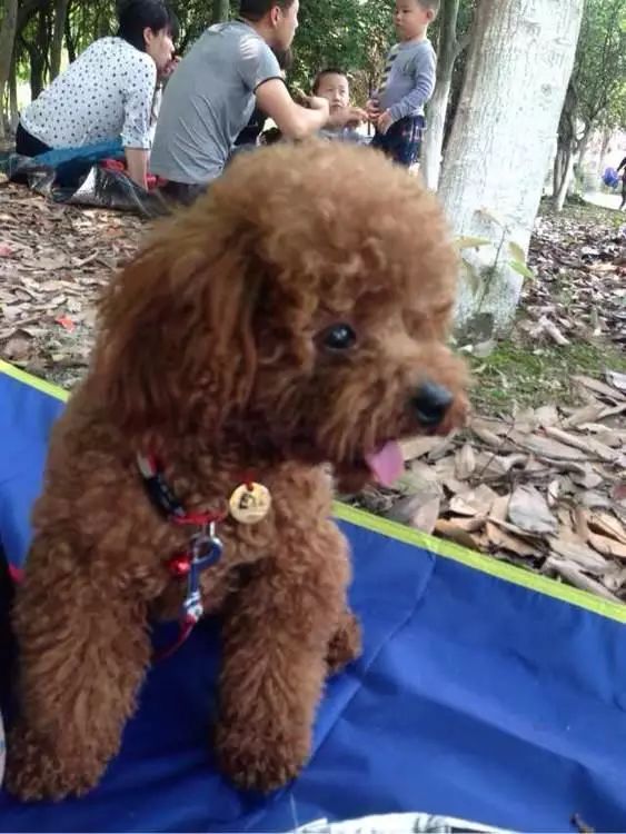 狗狗丢失1天如何找,狗狗丢失了怎么找回