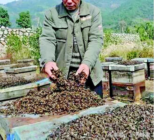 养蜂人十大忌讳,养蜂人最怕什么农药
