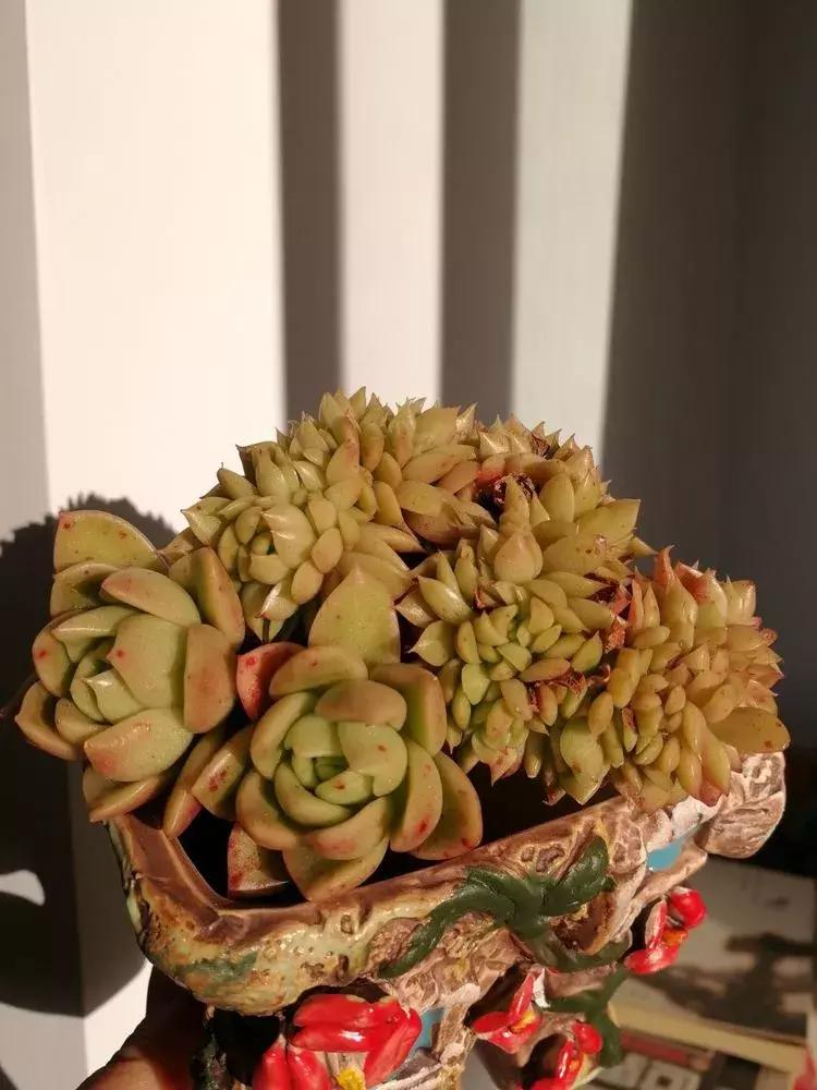 为了多肉改造阳台,疯狂的她