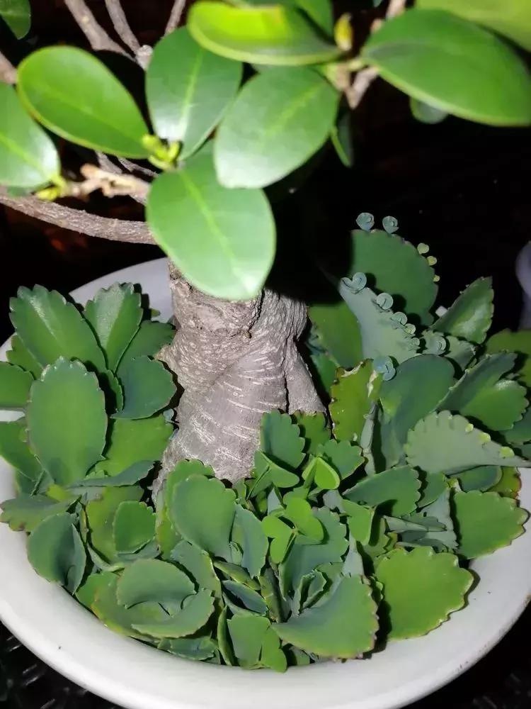 为了多肉改造阳台,疯狂的她