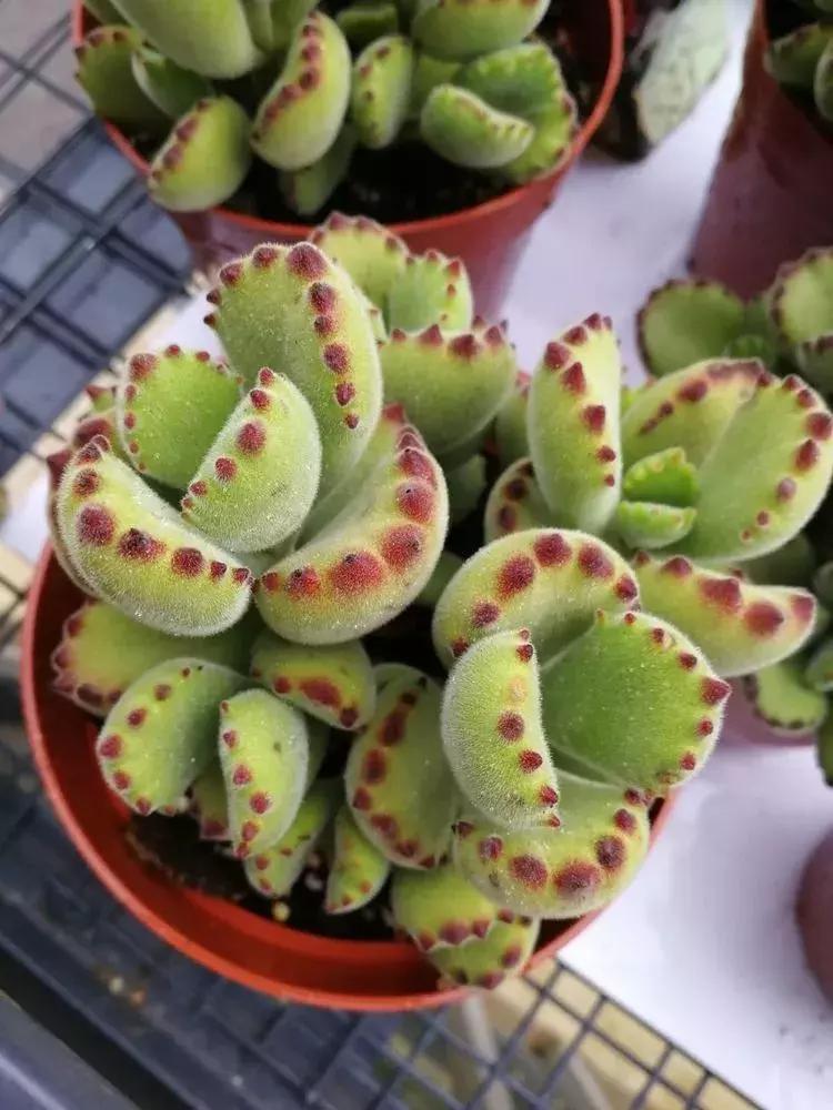 为了多肉改造阳台,疯狂的她