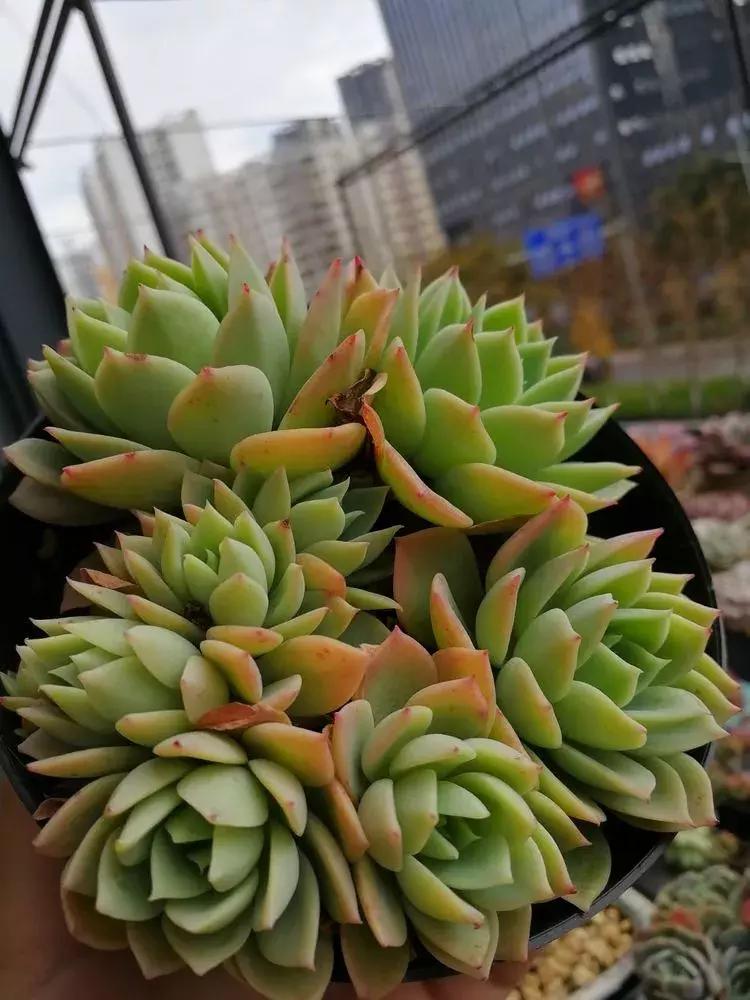 为了多肉改造阳台,疯狂的她