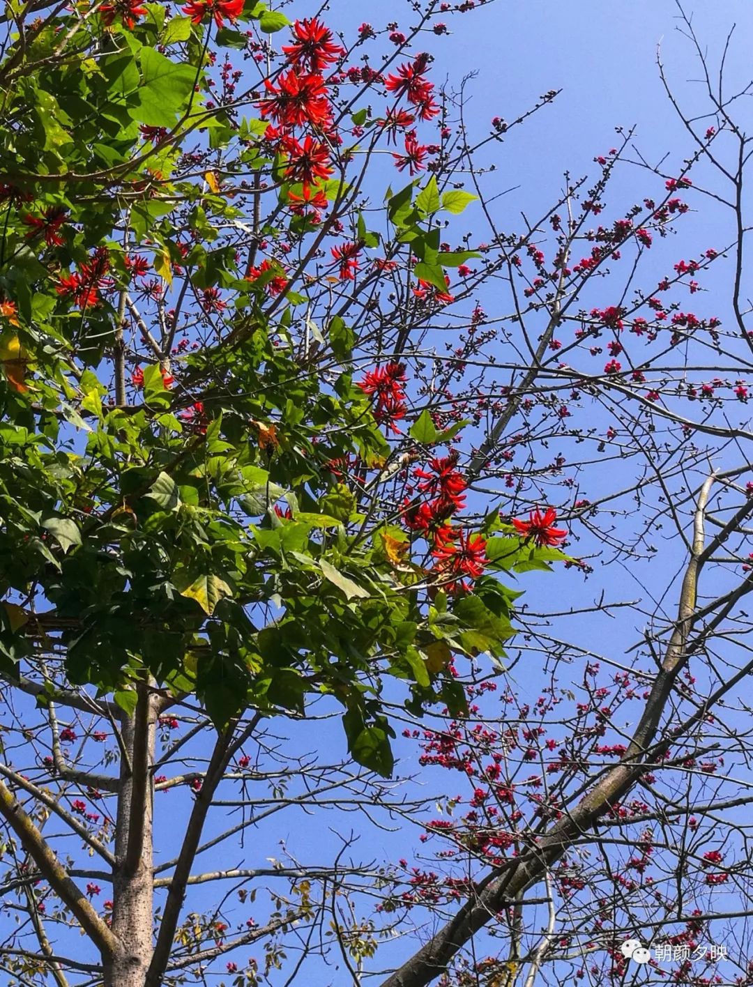 中山纪念中学100周年校庆,中山纪念中学80周年校庆