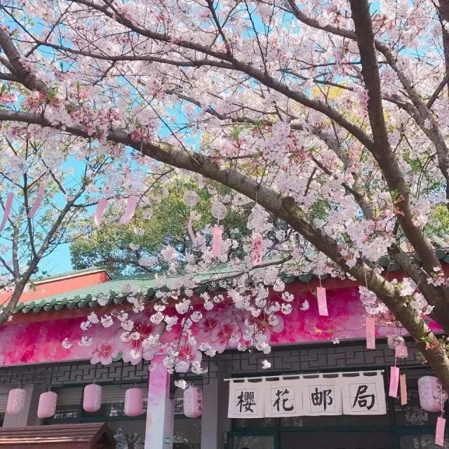带你去流溪湾丰华园赏樱花,走啊我带你去看樱花的文案