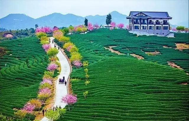 带你去流溪湾丰华园赏樱花,走啊我带你去看樱花的文案