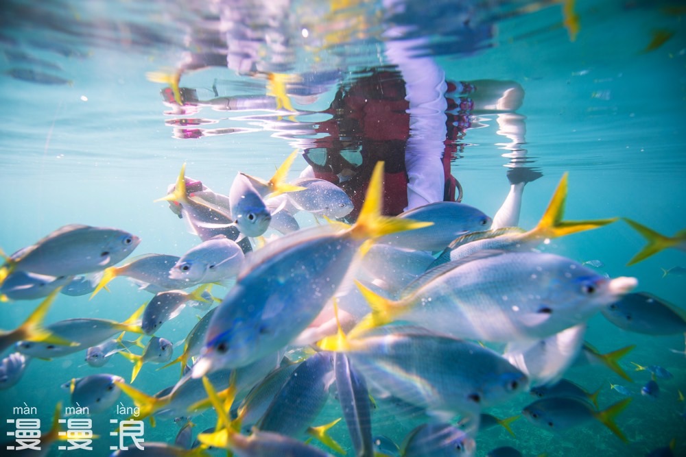 帕劳攻略详细教程,帕劳吃喝玩乐攻略