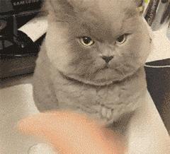 公猫的第一次很重要吗？关于猫羞羞之事