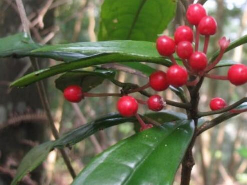 莲座紫金牛草功效是什么,紫金牛的正确养殖方法